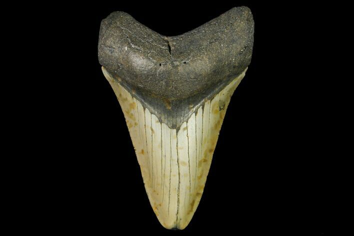 Fossil Megalodon Tooth - North Carolina #166979